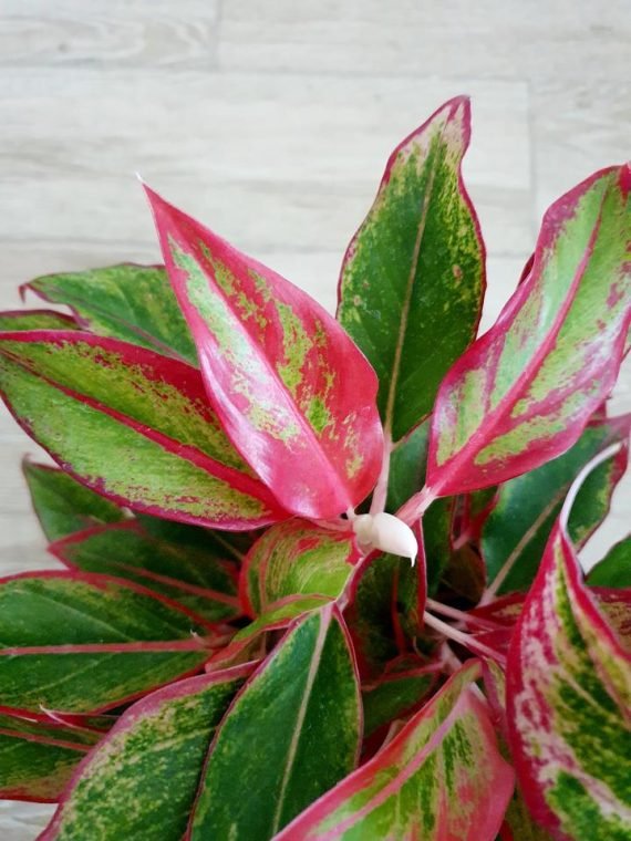 Aglaonema Siam Red (اجلونيما حمراء) - Image 5