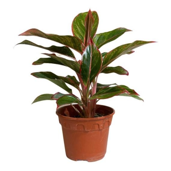 Aglaonema Siam Red (اجلونيما حمراء)