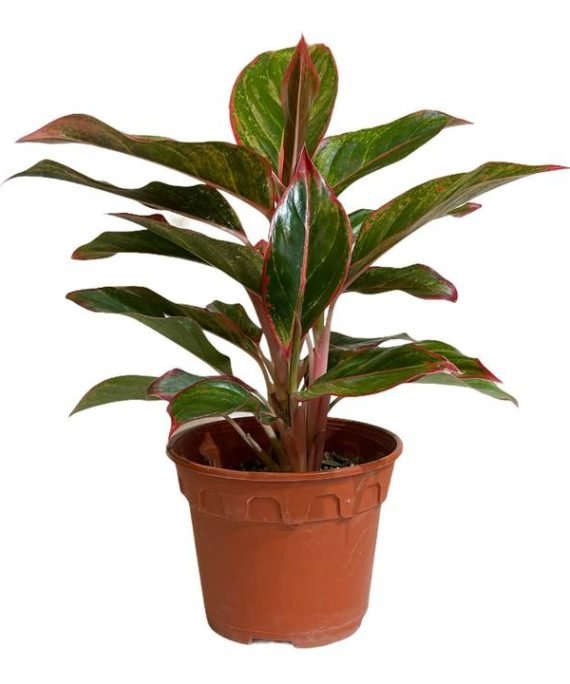 Aglaonema Siam Red (اجلونيما حمراء)