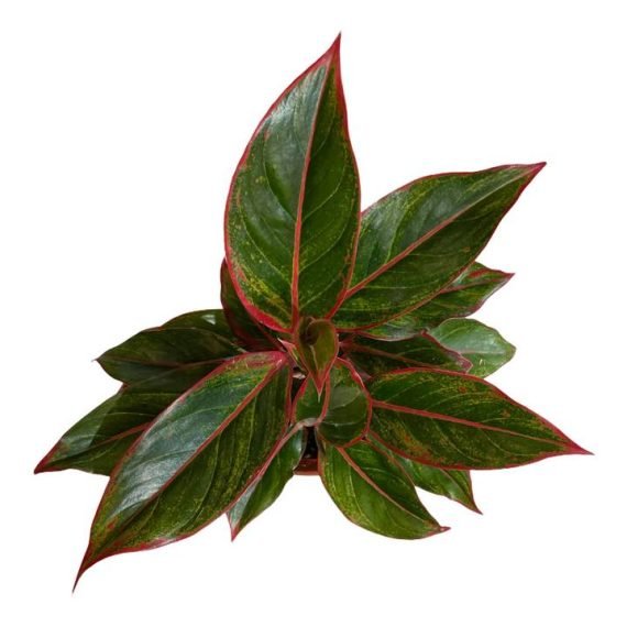 Aglaonema Siam Red (اجلونيما حمراء) - Image 2
