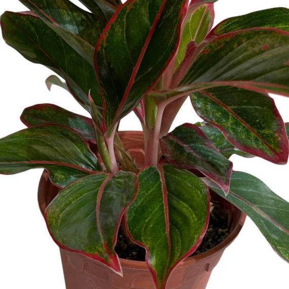 Aglaonema Siam Red (اجلونيما حمراء) - Image 3