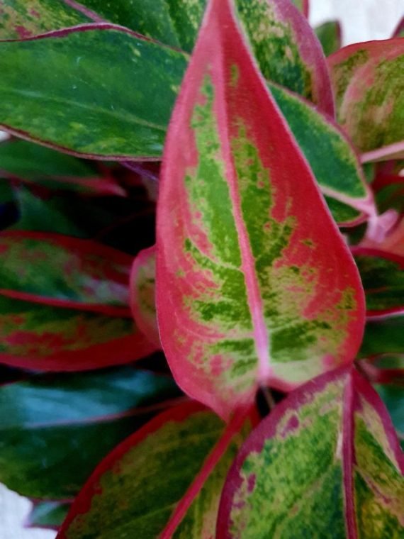 Aglaonema Siam Red (اجلونيما حمراء) - Image 4