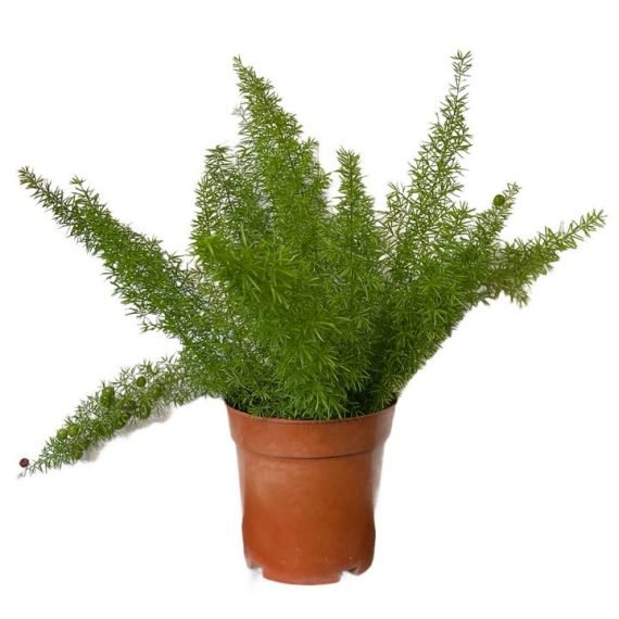 Asparagus aethiopicus (Foxtail Fern) (هليون خشن) - Image 4