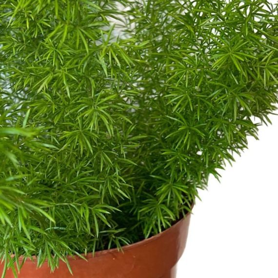 Asparagus aethiopicus (Foxtail Fern) (هليون خشن) - Image 3