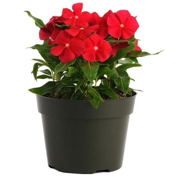 vinca rosea plant, bright eyes, Cape periwinkle, graveyard plant, Madagascar periwinkle, old maid, pink periwinkle, rose periwinkle