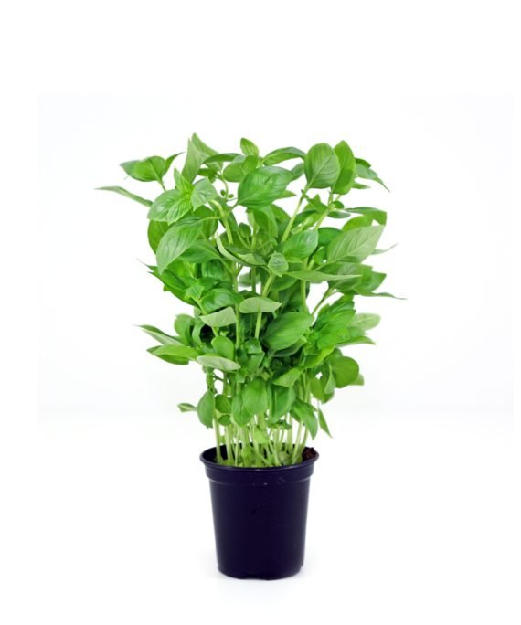 Basil, rehan, ريحان