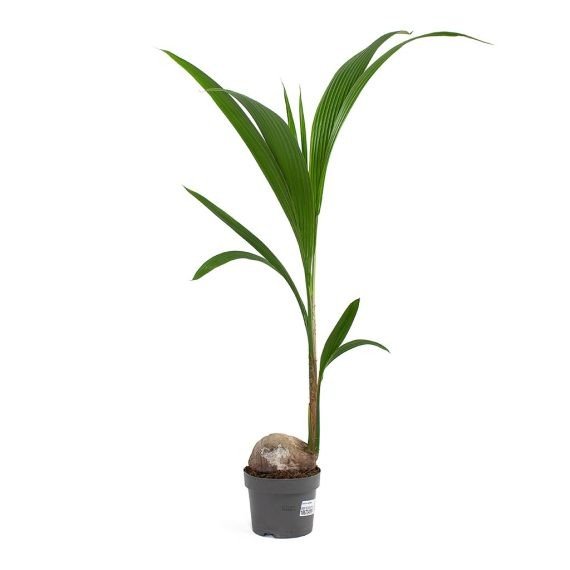 Cocos Nucifera (Coconut Palm) (نخيل جوز الھند)