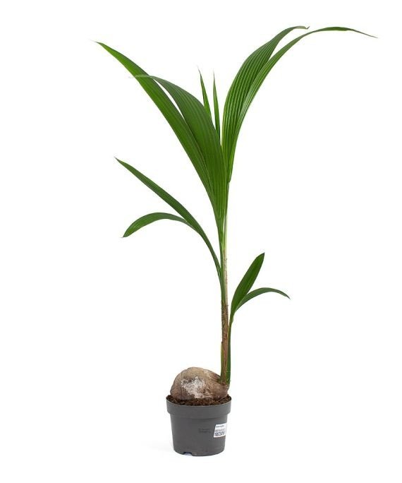 Cocos Nucifera (Coconut Palm) (نخيل جوز الھند)