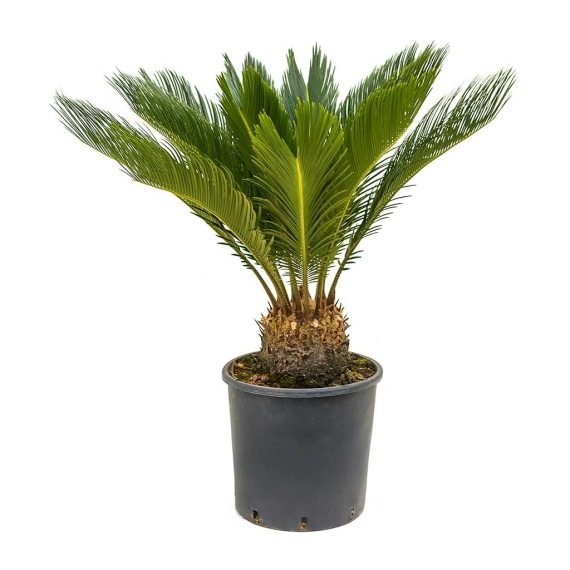 Cycas Revoluta - Image 4