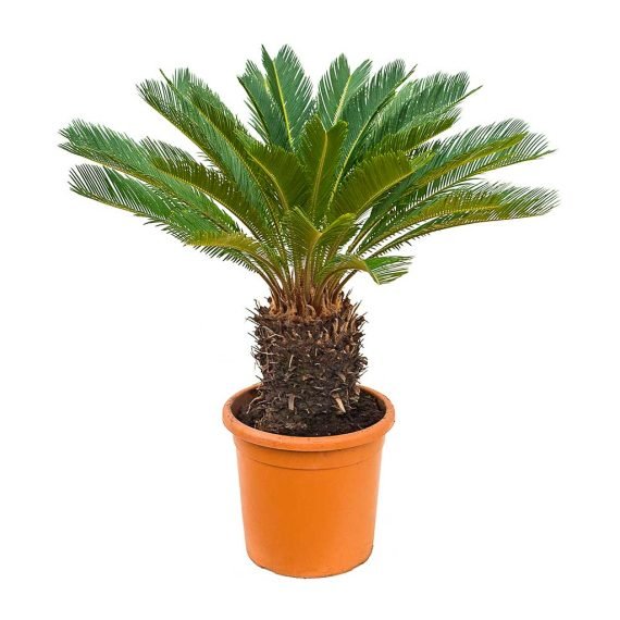 Cycas Revoluta - Image 3