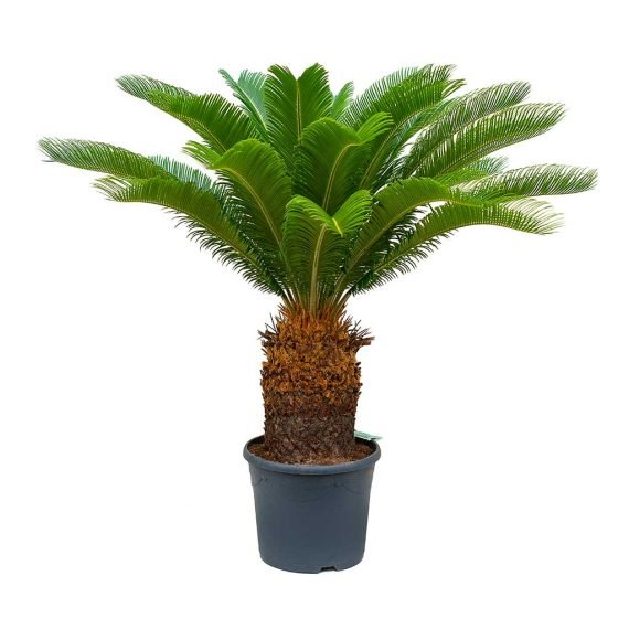 Sago-Palm-28x100cm-15-20-Alayadi-alkhadra-nursery-aldarmakyuae-Stems_5000x-150x150