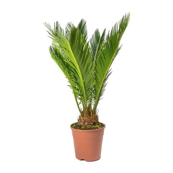 Cycas Revoluta - Image 2