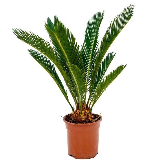Cycas Revoluta - Image 5