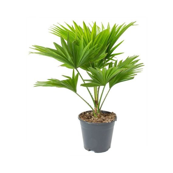 Chinese Fan Palm, Fountain Palm, Livistona rotundifolia, Footstool Palm Plant