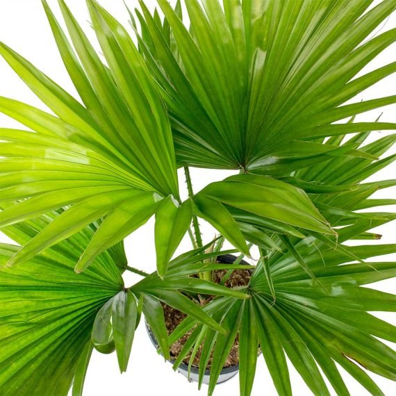 Livistona Chinensis (نخيل المظلة) - Image 2