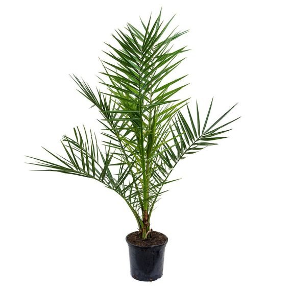 Phoenix dactylifera (نخيل)
