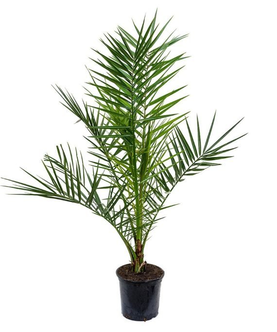 Phoenix dactylifera (نخيل)