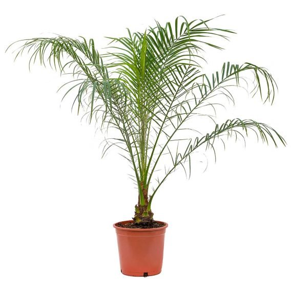 Phoenix dactylifera (نخيل)
