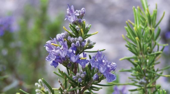 Rosmarinus Officinalis (اكليل الجبل) - Image 3
