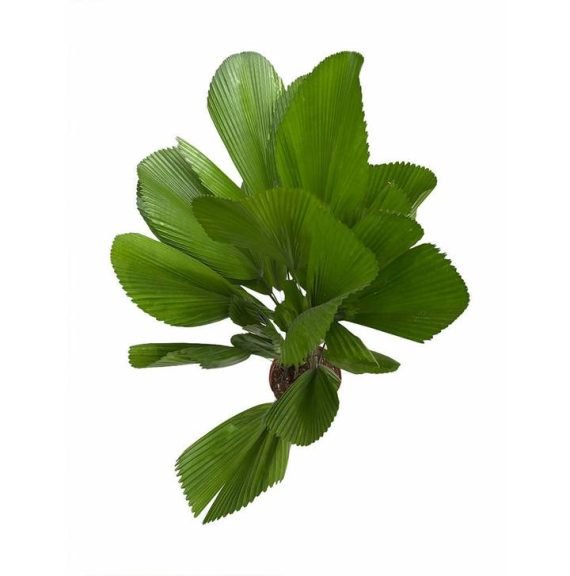 LIVISTONIA PALM (نخيل ليفيستونيا) - Image 3