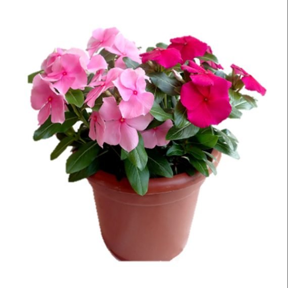 Vinca-rosa-Mix-Catharanthu