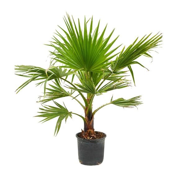 Washingtonia-robusta-Mexican-Fan-Palm-30x110cm