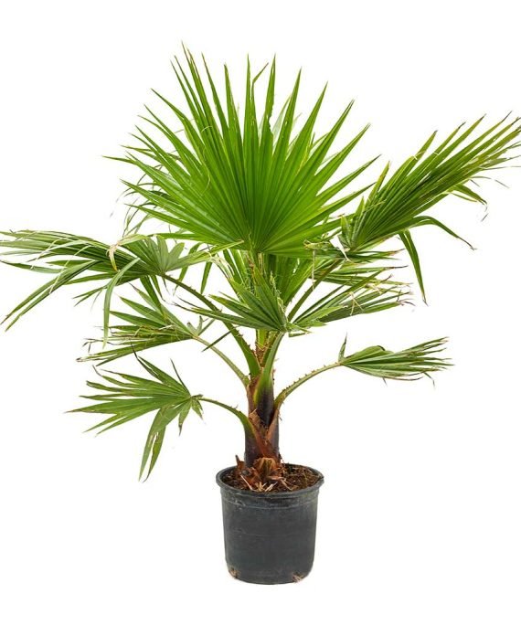 Washingtonia-robusta-Mexican-Fan-Palm-30x110cm