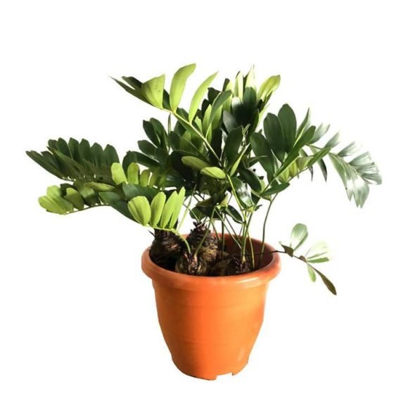 Zamia Furfuracea (زاميا وبغية)