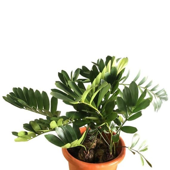Zamia Furfuracea (زاميا وبغية) - Image 2