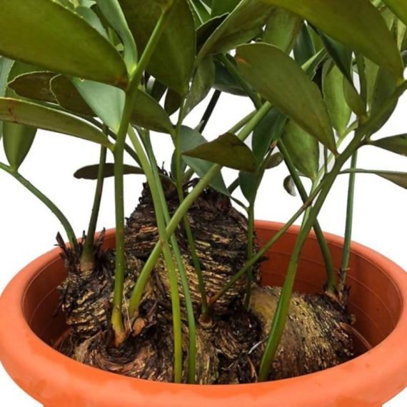 Zamia Furfuracea (زاميا وبغية) - Image 3