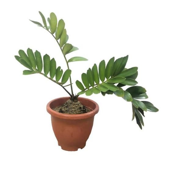 Zamia Furfuracea (زاميا وبغية) - Image 4