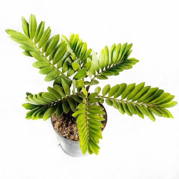 Zamia Furfuracea (زاميا وبغية) - Image 5