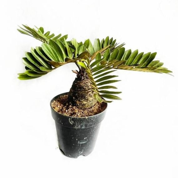 Zamia Furfuracea (زاميا وبغية) - Image 6