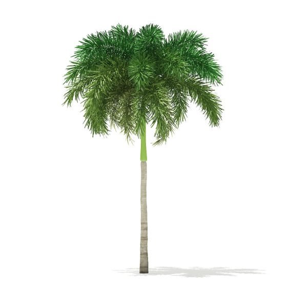 Wodyetia Bifurcata (Foxtail Palm) (نخيل زيل الثعلب)