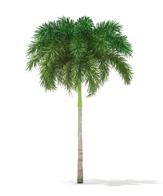 Wodyetia Bifurcata (Foxtail Palm) (نخيل زيل الثعلب)