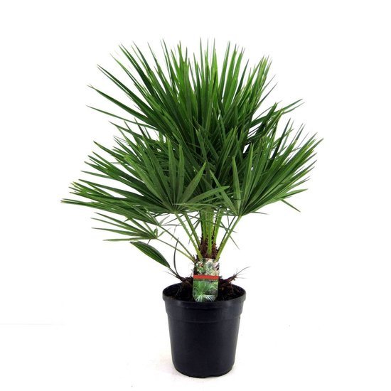 Chamaerops humilis (النخيل المروحي)