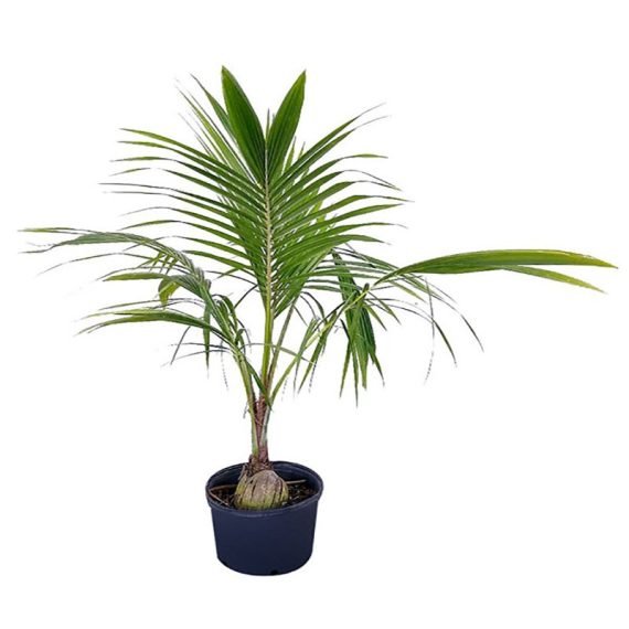 Cocos Nucifera (Coconut Palm) (نخيل جوز الھند) - Image 2