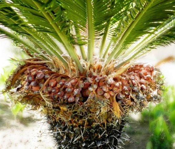 Date Palm (نخيل) - Image 4