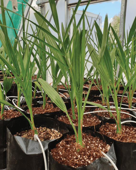 Date Palm (نخيل) - Image 2