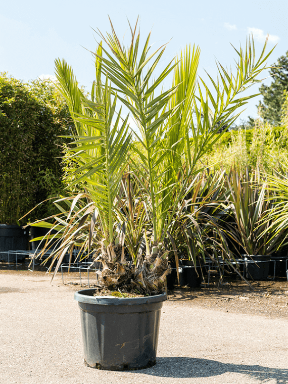 Date Palm (نخيل)