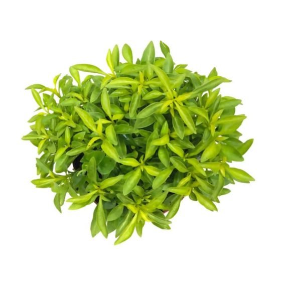 Alternanthera ficoidea (Joseph’s Coat) (َقْمَة الحَمَل) - Image 2