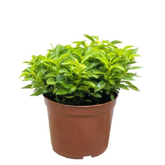 Alternanthera ficoidea
