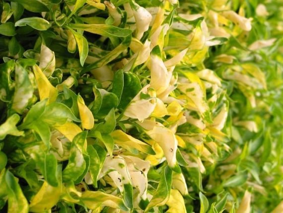 Alternanthera ficoidea (Joseph’s Coat) (َقْمَة الحَمَل) - Image 3