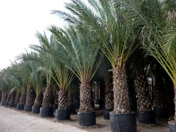 Date Palm (نخيل) - Image 3