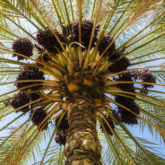 Date Palm (نخيل) - Image 5