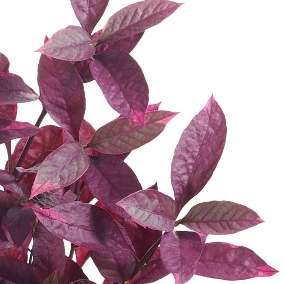 Alternanthera Red (Red Sessile Joyweed) (لَقْمَة الحَمَل) - Image 2