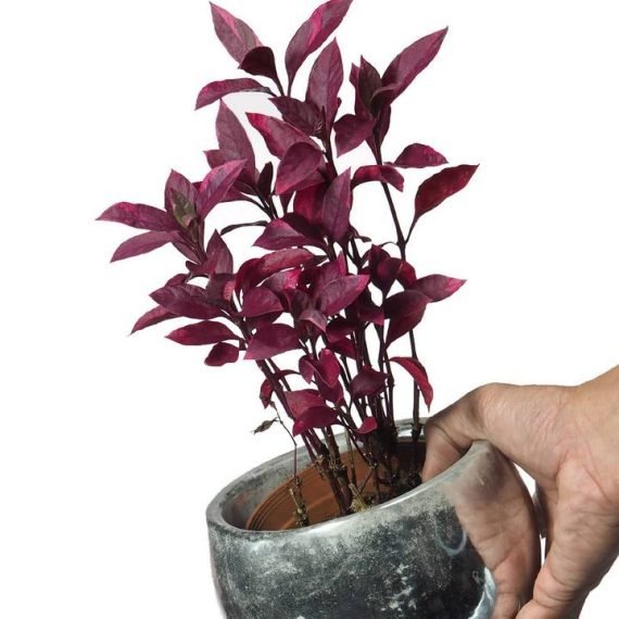 Alternanthera Red (Red Sessile Joyweed) (لَقْمَة الحَمَل) - Image 3