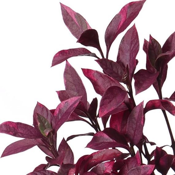 Alternanthera Red (Red Sessile Joyweed) (لَقْمَة الحَمَل) - Image 4