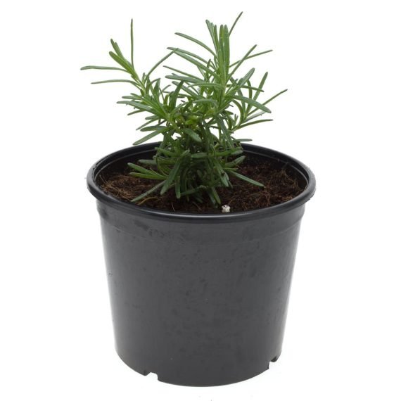 rosemary plant