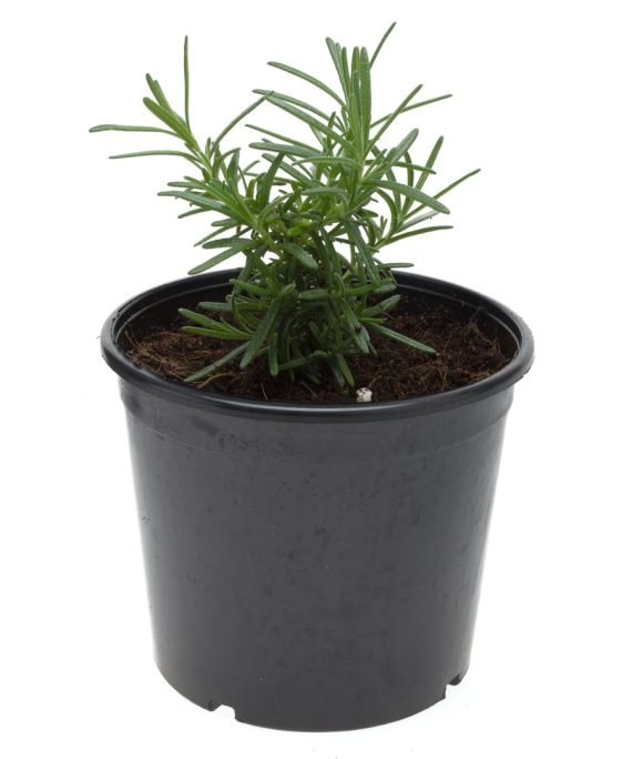 rosemary plant